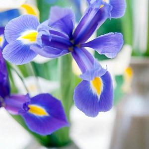 Iris Hollandica, Dutch Iris, Mid spring blooms, Late spring blooms, Early summer blooms, Iris Blue Magic, Blue Iris